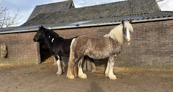 Kletstopic veulens 2023!