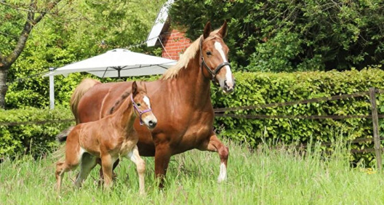 Stal Muronia: nieuw veulengeluk in 2027?